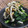 料理男子部's cooksnap of when they made 春菊とエノキのさっぱりポン酢和え.