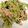 クックX12TEM☆'s cooksnap of when they made ゴーヤとツナの梅昆布和え.