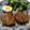 クックR42V49☆'s cooksnap of when they made 簡単！パン粉なしでも大丈夫！ハンバーグ！.