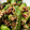 nachi61's cooksnap of when they made ししとうの甘辛炒め.