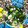 marilin36's cooksnap of when they made ごはんが進む！間引き菜（大根）の塩漬け.