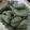 あやmamaaちゃん's cooksnap of when they made そら豆の塩茹で方法*.