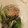 kana_ann's cooksnap of when they made お刺身が残ったら★まぐろ編◎唐揚げ.