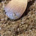 おじゃこむまろん's cooksnap of when they made 米ぬかふりかけ.