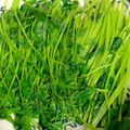 大阪のちゃーちゃん's cooksnap of when they made 豆苗と竹輪の塩昆布和え.