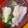 スノーディッシュ's cooksnap of when they made 鯛の潮汁.