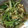 りんでありんす's cooksnap of when they made えのきと三つ葉.