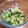 あたりめっこ's cooksnap of when they made 作り置き☆ブロッコリーのごまマヨ和え.