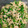 kaoripi's cooksnap of when they made オクラと鶏ひき肉のさっと煮.