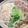 ﾌﾞﾚﾝﾀﾞ's cooksnap of when they made しめじ　切り方.