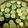わたさな2016's cooksnap of when they made すだち鍋.