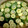 わたさな2016's cooksnap of when they made すだち鍋.