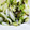 ひまりゆ！'s cooksnap of when they made 我が家の定番　切ってあえるだけ白菜サラダ.