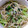 あーいーりー's cooksnap of when they made 簡単！小松菜ともやし炒め.