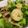 クックNWCQL9☆'s cooksnap of when they made ほたてときのことブロッコリーのバジル炒め.