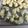 よちりん's cooksnap of when they made 卵を使わずゴーヤーフライ.