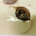 725578's cooksnap of when they made 何とでも言ってくれ♬私の冷奴＆ごま豆腐♡.