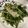めいたんのママ's cooksnap of when they made 超簡単!空芯菜のガーリック油炒め.