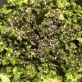 ForestGump's cooksnap of when they made ケールの胡麻和えサラダ.
