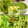 ハント☆'s cooksnap of when they made 種そのままで辛！！　柚子胡椒！！.