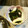 ♡ひな祭り♡'s cooksnap of when they made 簡単！タコとワカメの酢の物.