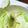 クック083103☆'s cooksnap of when they made やみつきキャベツ☆.