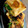 クックOWPJU3☆'s cooksnap of when they made 油揚げのサクサクキムチーズ.