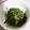 クックHX2GFD☆'s cooksnap of when they made 豆苗の塩昆布和え.