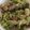 クックZ8J4H4☆'s cooksnap of when they made サバ缶とキャベツのサラダ.