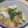 walnut10's cooksnap of when they made むね肉と白菜の大根おろし煮.
