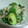 春小町's cooksnap of when they made ♥きゅうりと新たまねぎの浅漬け.