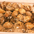 みぶ。's cooksnap of when they made 簡単！あさり・はまぐりの砂抜き(少量用).