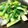 Tケｰ′sK's cooksnap of when they made お箸が止まらない♡旦那絶賛！青菜炒め.