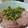 クックN3XI88☆'s cooksnap of when they made やみつき！クセになる☆ネギ塩豚ロース☆.