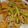 クックRGHNT9☆'s cooksnap of when they made 豚肉野菜まきまき.