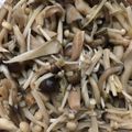 クック78R779☆'s cooksnap of when they made レンジできのこ.