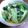 海航's cooksnap of when they made 小松菜とツナの煮びたし.