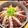 ⭐とっくん⭐'s cooksnap of when they made 簡単！スーパーのお刺身で鰹タタキの漬け丼.