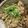 マトリョーシカ1号's cooksnap of when they made ゴボウ入り鶏炊き込みご飯（2合）.