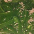 キキmama♪'s cooksnap of when they made サラダチキン缶・ささみ缶で無限ピーマン.
