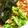 seacomet's cooksnap of when they made サッパリ！キャベツとわかめの酢の物.