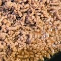 のんの０８'s cooksnap of when they made ひき肉の保存　私流塩そぼろ.