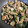 クックP997OP☆'s cooksnap of when they made 白菜と豚肉の炒め物.