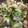 sato11sato's cooksnap of when they made あさりとキャベツの酒蒸し.