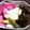 ひーちゃん食堂's cooksnap of when they made 紅くるり大根のぬか漬け.