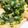 クックQXCOV0☆'s cooksnap of when they made 【やまなしの食】ねぎみそ.