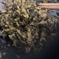 sayokoさん's cooksnap of when they made 高菜炒め.
