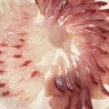 テマエマツリ川村's cooksnap of when they made 切るだけ簡単ぶりしゃぶ&刺身.