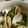 クックHZDMLB☆'s cooksnap of when they made レンジで簡単！ハマグリの酒蒸し.