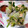 ぱにぱる's cooksnap of when they made 巻くだけ簡単生春巻き.